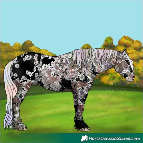 Horse Color:Nacre Plaid  Silver Black Ice Sabino Splash Appaloosa Rabicano 