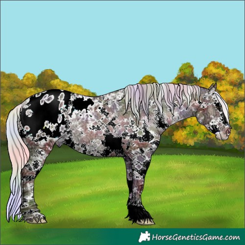 Horse Color:Nacre Plaid  Silver Black Ice Sabino Splash Appaloosa Rabicano 