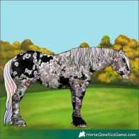Horse Color:Nacre Plaid  Silver Black Ice Sabino Splash Blanket Rabicano 