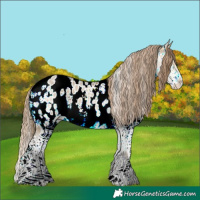 Horse Color:Sable Cream Champagne Sabino Splash Appaloosa 