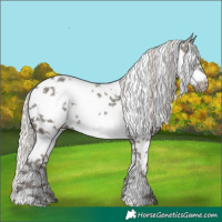 Horse Color:Silver Black Mushroom Sabino Tobiano Frame Appaloosa