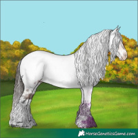 Horse Color:Bay Sabino Appaloosa