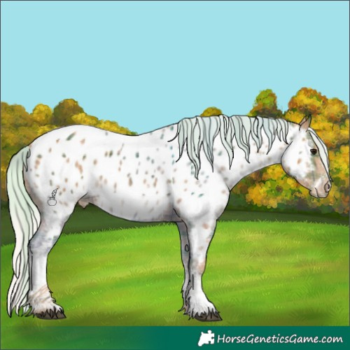 Horse Color:Plaid  Silver Black Sabino Tobiano Appaloosa 