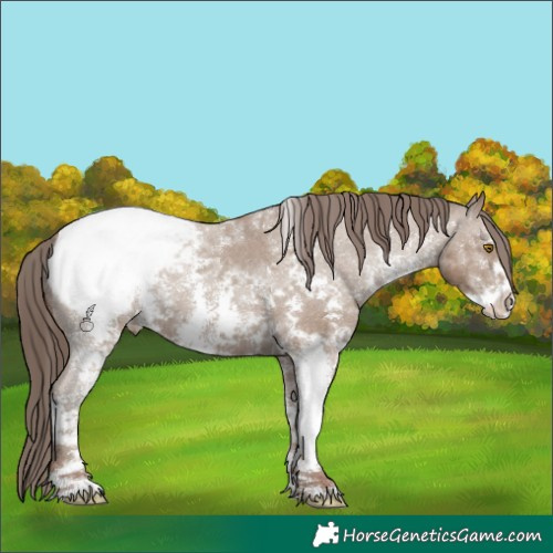 Horse Color:Classic Champagne Sabino Appaloosa 