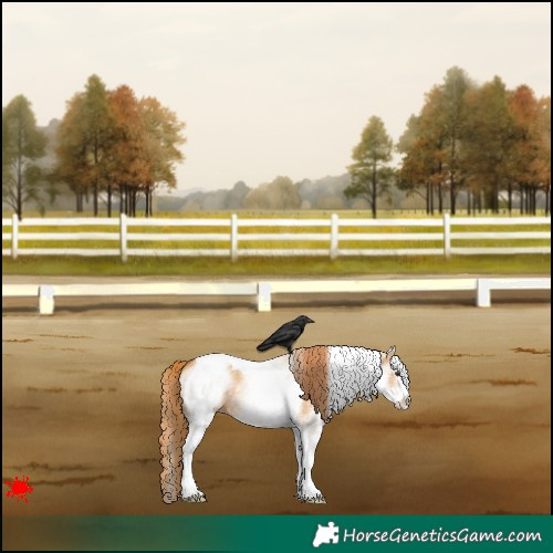 Horse Color:White Spotted Red Dun Tobiano 