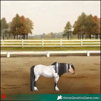 Horse Color:White Spotted Bay Roan Dun 