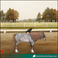 Horse Color:Liver Red Roan 