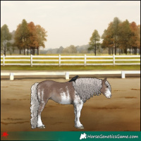 Horse Color:White Spotted Silver Black