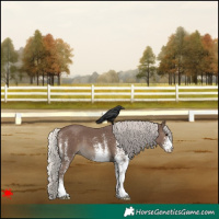 Horse Color:White Spotted Silver Black 