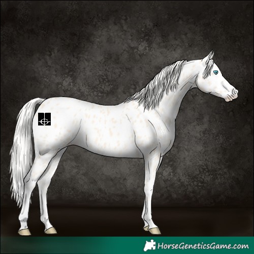 Horse Color:Cremello Appaloosa 