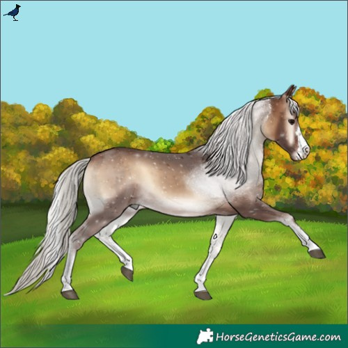 Horse Color:Silver Bay Onyx