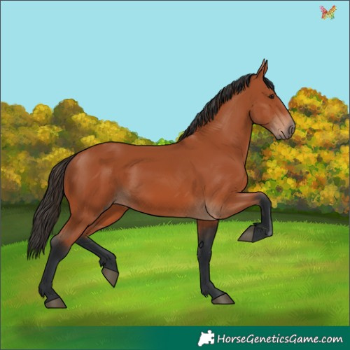 Horse Color:Bay 