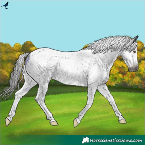 Horse Color:Gray Liver Chestnut Sabino Tobiano Frame 