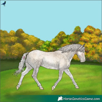 Horse Color:Silver Buckskin Roan Pearl Onyx Rabicano 