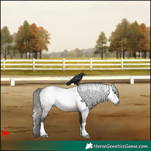 Horse Color:Gray Bay Roan Appaloosa 