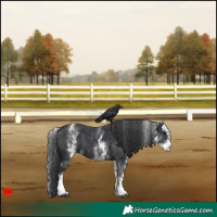 Horse Color:White Spotted Black Varnish 
