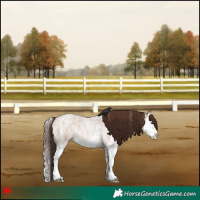 Horse Color:Bay Roan Dun Sabino Splash Appaloosa 