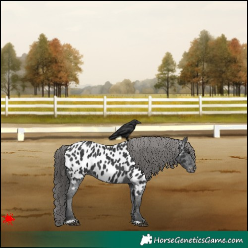 Horse Color:Black Appaloosa 