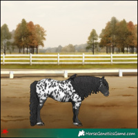 Horse Color:Black Appaloosa 