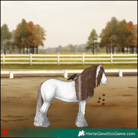 Horse Color:White Spotted Bay Roan Dun Splash Appaloosa 