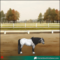 Horse Color:Gray Grullo Roan Appaloosa 