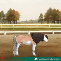 Horse Color:Bay Roan Splash 