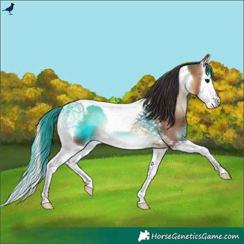 Horse Color:Bay Onyx Splash Tobiano