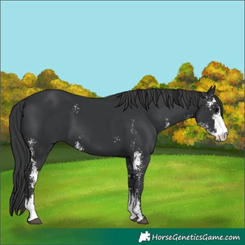 Horse Color:Black Sabino 