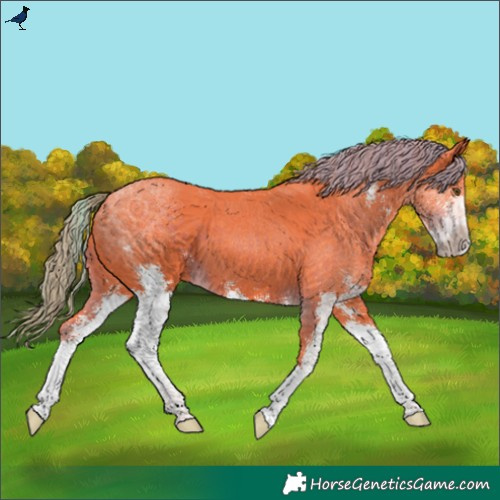Horse Color:Watercolor Liver Chestnut Sabino