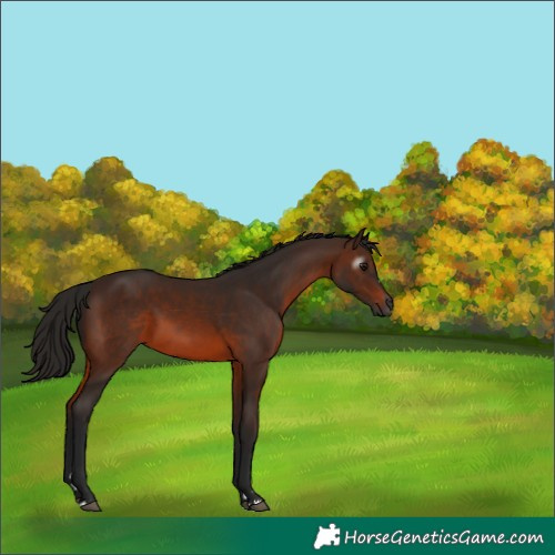 Horse Color:Gray Bay 