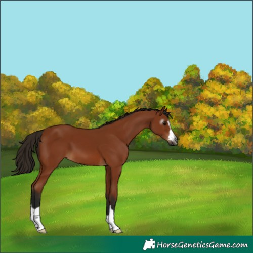 Horse Color:Gray Bay 