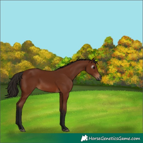 Horse Color:Gray Bay 