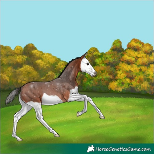 Horse Color:Bay Splash 