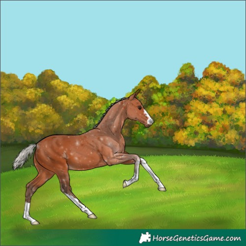 Horse Color:Silver Bay 