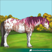 Horse Color:Brown Sabino Appaloosa Rabicano