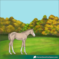 Horse Color:Perlino Appaloosa 