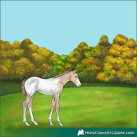 Horse Color:Perlino Appaloosa