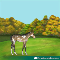 Horse Color:White Spotted Buckskin Dun 
