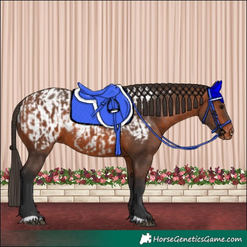 Horse Color:Bay Rabicano  and Bay Appaloosa Rabicano 