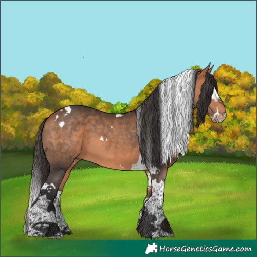 Horse Color:Bay Splash Tobiano 