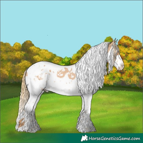 Horse Color:Chestnut Splash Tobiano Appaloosa 