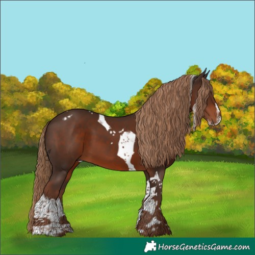 Horse Color:Liver Chestnut Splash Tobiano 
