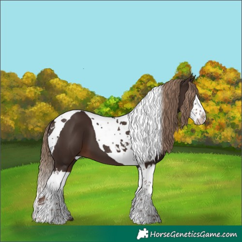 Horse Color:Liver Chestnut Splash Tobiano 