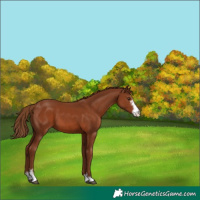 Horse Color:Chestnut Sabino