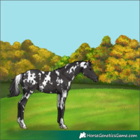 Horse Color:White Spotted Smoky Black