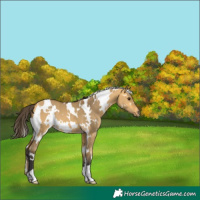 Horse Color:White Spotted Buckskin Dun 