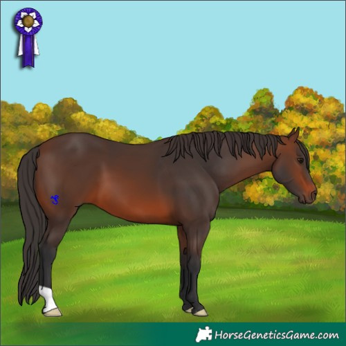 Horse Color:Brown 