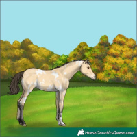 Horse Color:White Spotted Buckskin Dun 