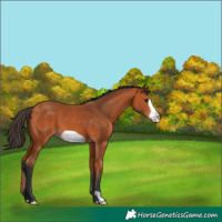 Horse Color:Bay Frame