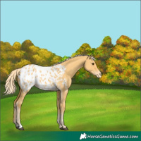 Horse Color:Palomino Dun Appaloosa 